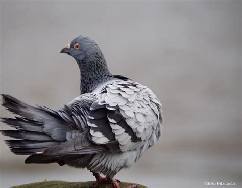 The Cultural Significance of the Majestic Pigeon