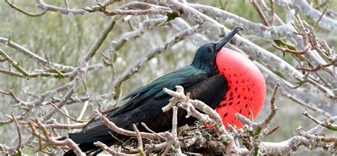 The Cultural Significance of the Red-Breasted Bird