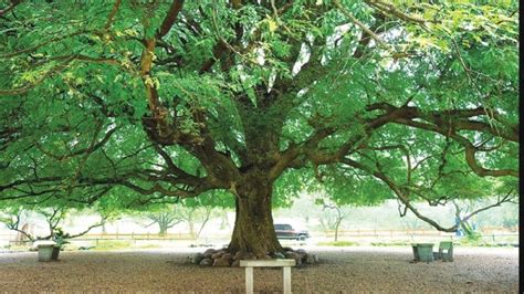 The Cultural Significance of the Tamarind Tree in Various Societies