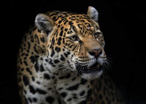 The Cultural Significance of the White Jaguar