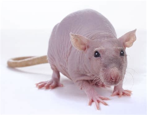 The Cultural and Historical Significance of Bald Rats