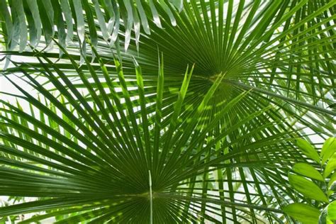 The Cultural and Social Significance of Hairy Palms