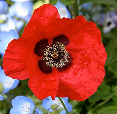 The Curative Abilities of Poppy Plants: Exploring Ancient Therapies