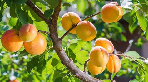 The Curative Qualities of Apricots: Legend or Actuality?