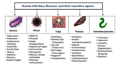 The Curiosity - A Common Cause of Unintentional Virus Infections