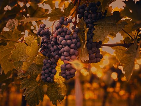 The Curious Origins of Purple Grapes: A Journey through Time