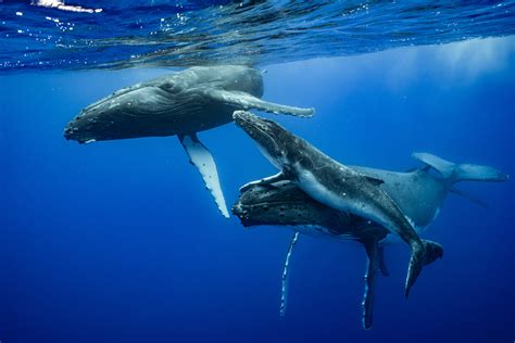 The Dance of the Giants: Whale Courtship and Mating Rituals