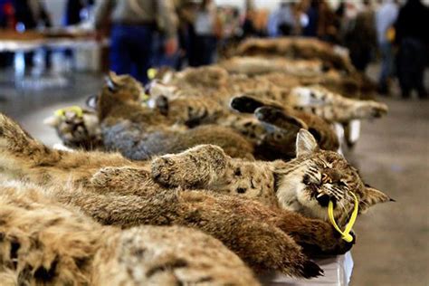 The Dark Side of the Fur Industry