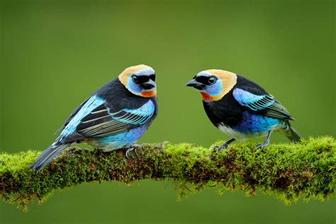 The Dazzling Avian Species: Decoding the Enigma of its Vibrant Plumage