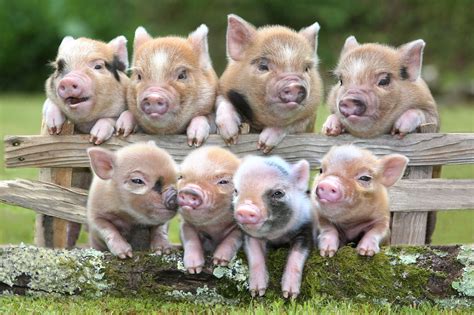 The Debate over Miniature Pigs' Authenticity: Are They Truly "Mini" or Just Underdeveloped?