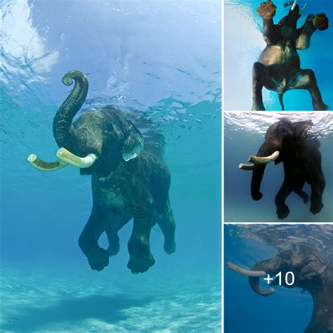 The Deep Emotional Significance of Encountering a Young Elephant immersed in Aquatic Surroundings