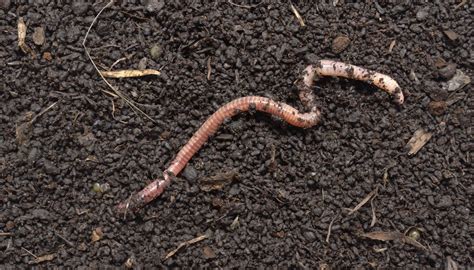 The Deep Significance of Earthworms in the Ground