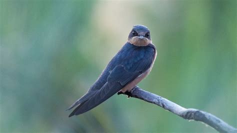 The Deep Symbolism of Swallow Birds in Dreams