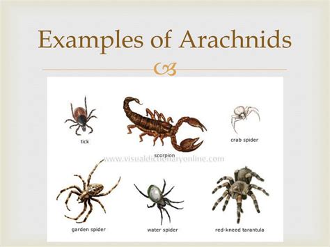 The Deeper Significance of the Image Enveloped by Arachnids