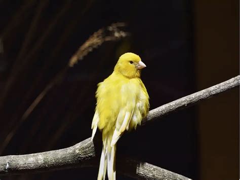 The Delicate Canaries: Essential Traits and Symbolic Meanings