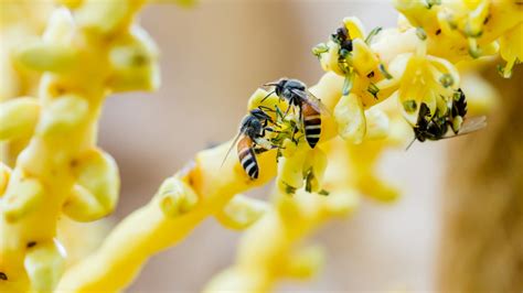 The Delicate Dance of Pollination