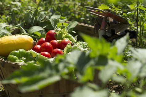 The Delight of Cultivating Your Own Food