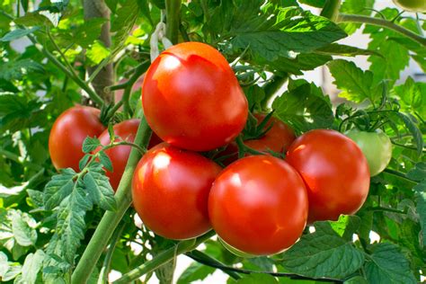 The Delight of Cultivating Your Own Tomato Crop