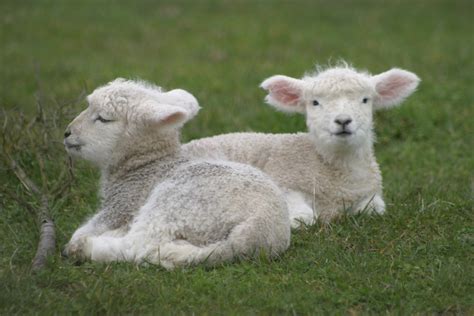 The Delight of Nurturing Young Lambs