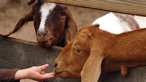 The Delight of Owning Goats as Companions: Advantages and Factors to Consider