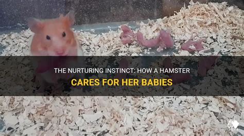 The Delight of Welcoming Hamster Babies: Nurturing the Next Hamster Generation