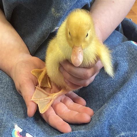 The Delightful Arrival: Experiencing Ducklings Hatch