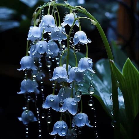 The Delightful Lily of the Valley: A Representation of Pleasantness and Joy