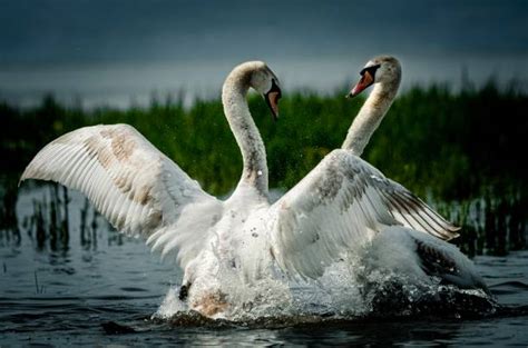 The Delightful and Exhilarating Experience of Engaging with Majestic Swans