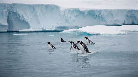 The Diet and Feeding Habits of Azure Penguins