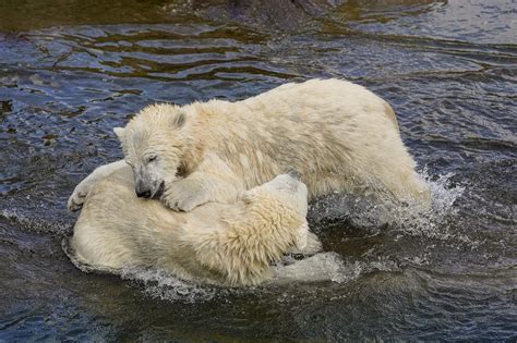 The Diet and Feeding Habits of Ivory Bears