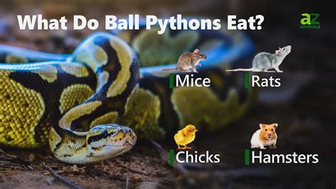 The Diet of Azure Pythons: What is on Their Menu?