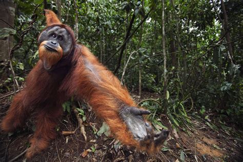 The Difficult Task of Orangutan Conservation