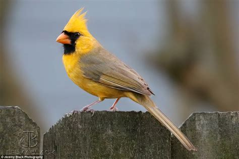 The Discovery of the Rare Golden Cardinal