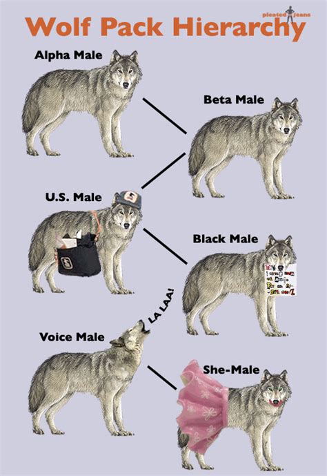 The Distinct Roles of Alpha and Beta Wolves