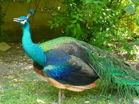 The Distinctive Characteristics and Behaviors of the Emerald Peafowl