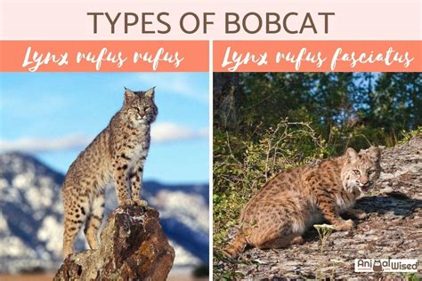 The Distinctive Characteristics of Lynx Creatures