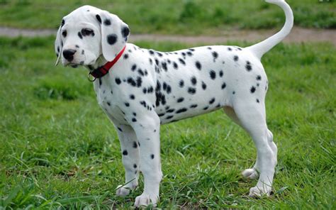 The Distinctive Elegance of Dalmatian Canines