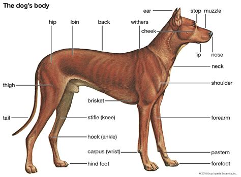 The Distinctive Physical Attributes of the Brilliant Crimson Canine