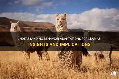 The Distinctive Qualities and Adaptations of Llamas