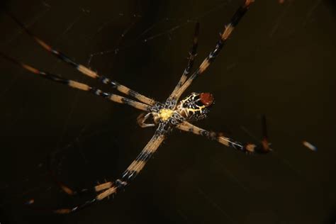 The Distinctive Qualities and Behavior of Acrobatic Arachnids