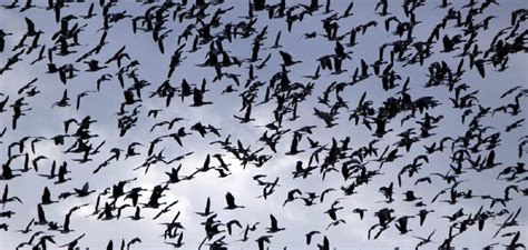 The Diverse Meanings of Flocks in Dream Interpretations