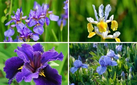 The Diverse Species and Varieties of Iris