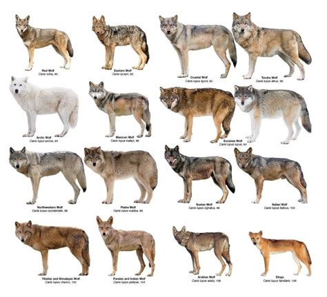 The Diverse Types of Wolf Packs Found Across the Globe