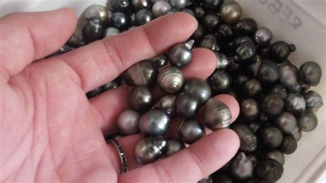 The Diversity of Pearls: A World of Assortment