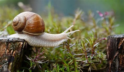 The Divine Connection: Exploring Snails as Symbols of Spiritual Awakening