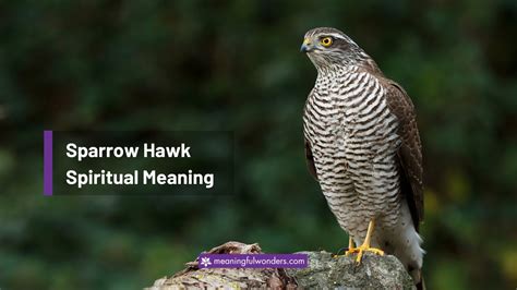 The Divine Messenger: Untangling the Spiritual Significance of the Sparrow Hawk