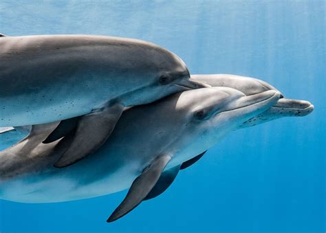 The Dolphin's Perspective: Significance of Intimacy Underwater