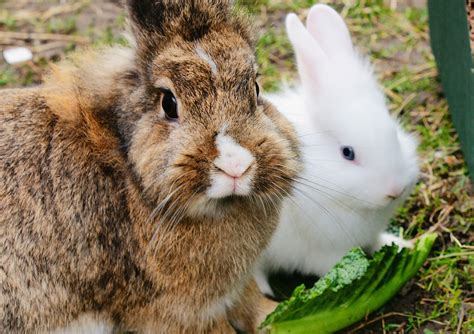 The Dos and Don'ts of Rabbit Care: Nurturing a Healthy and Content Companion