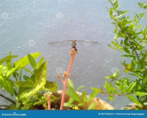 The Dragonfly's Brief yet Vibrant Existence: Valuable Teachings to be Gained