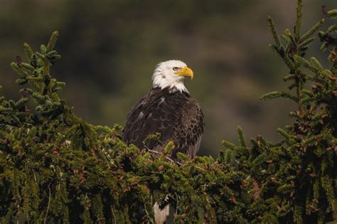 The Eagle as a Symbol: Strength, Freedom, and Majesty